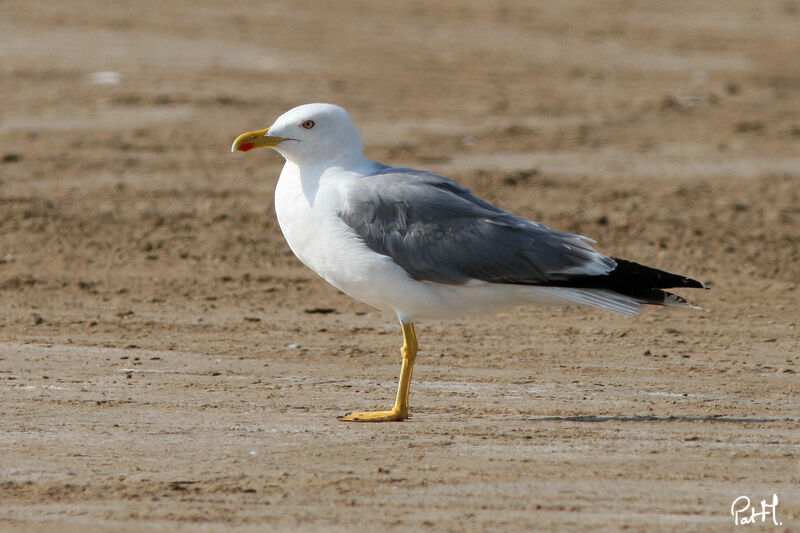 Yellow-legged Gulladult, identification