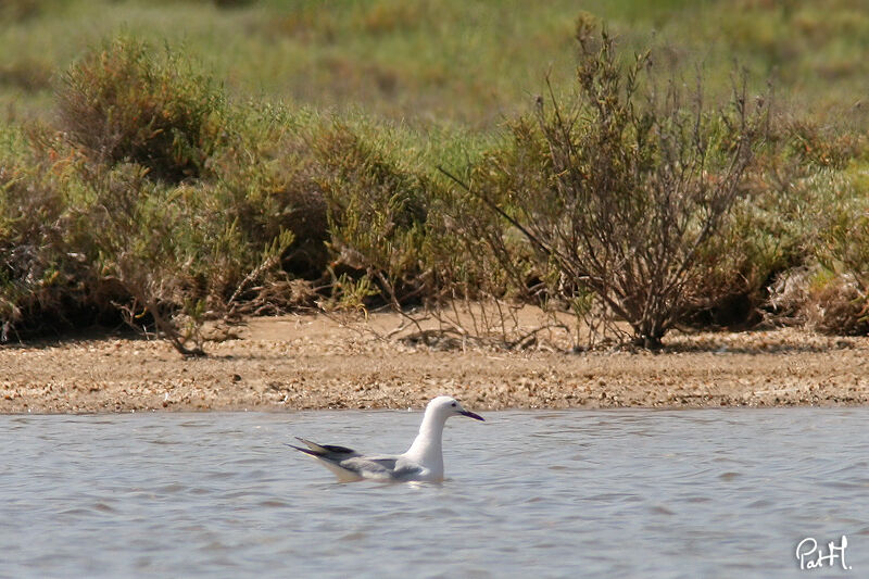 Goéland railleur, identification