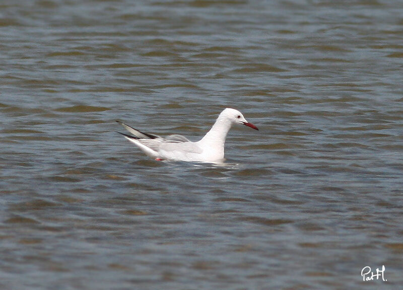 Slender-billed Gull, identification