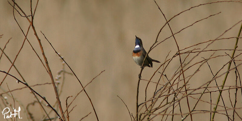 Bluethroat, identification, Behaviour