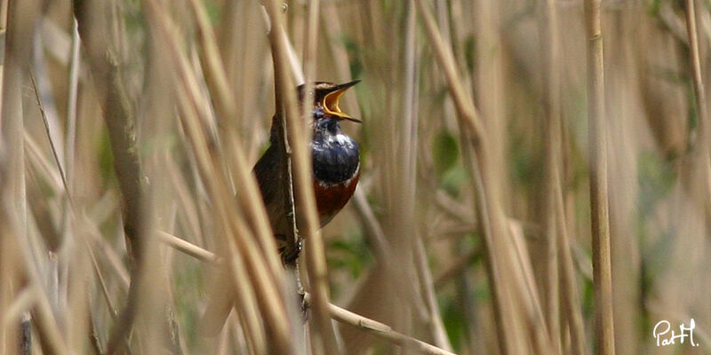 Gorgebleue à miroir mâle adulte, identification