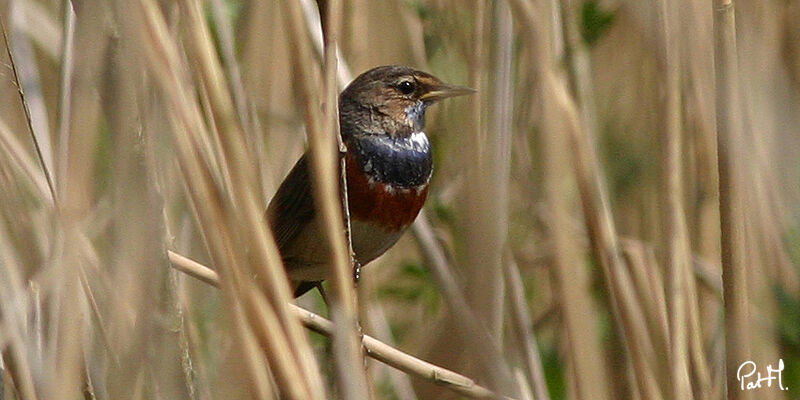 Bluethroat male adult, identification