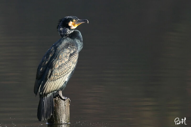 Grand Cormoran, identification