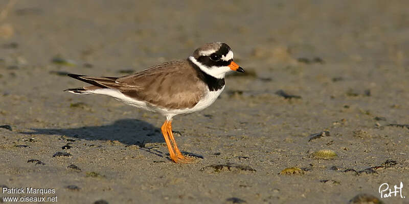 Common Ringed Plover male adult breeding, identification