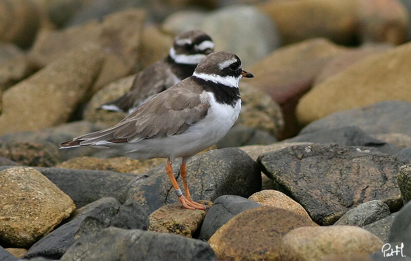 Common Ringed Ploveradult post breeding, identification