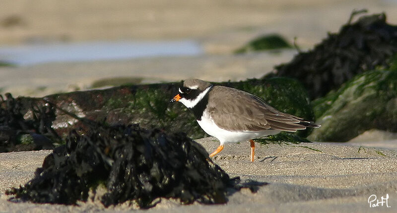 Common Ringed Ploveradult breeding, identification