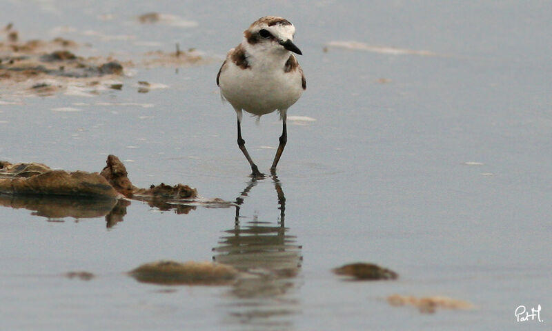 Kentish Plover