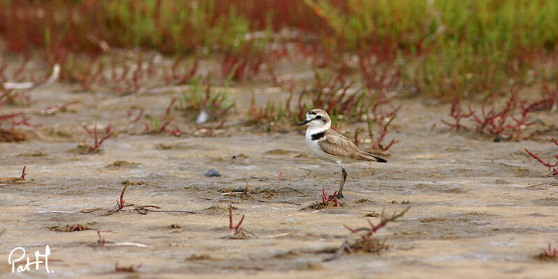 Kentish Plover, identification