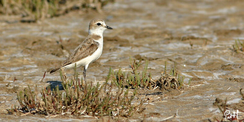 Gravelot à collier interrompu femelle, identification, Comportement