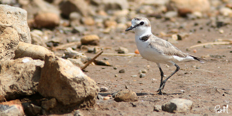 Kentish Plover, identification