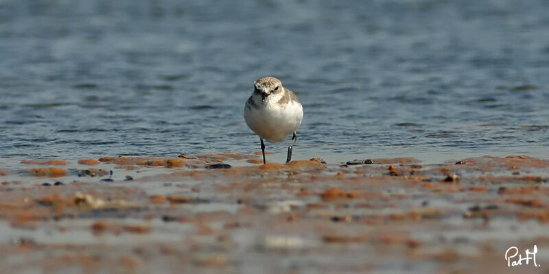 Kentish Plover, identification