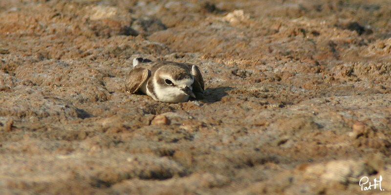 Kentish Plover female adult breeding, identification, Reproduction-nesting, Behaviour