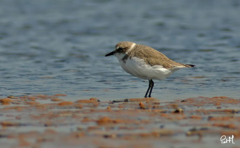 Kentish Plover female, identification