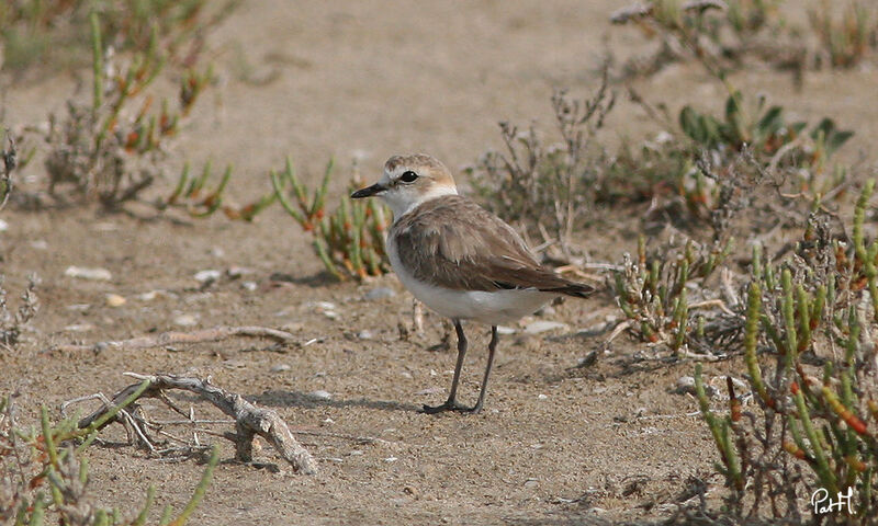 Kentish Plover