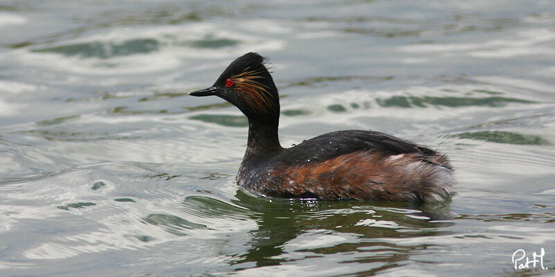 Black-necked Grebeadult breeding, identification