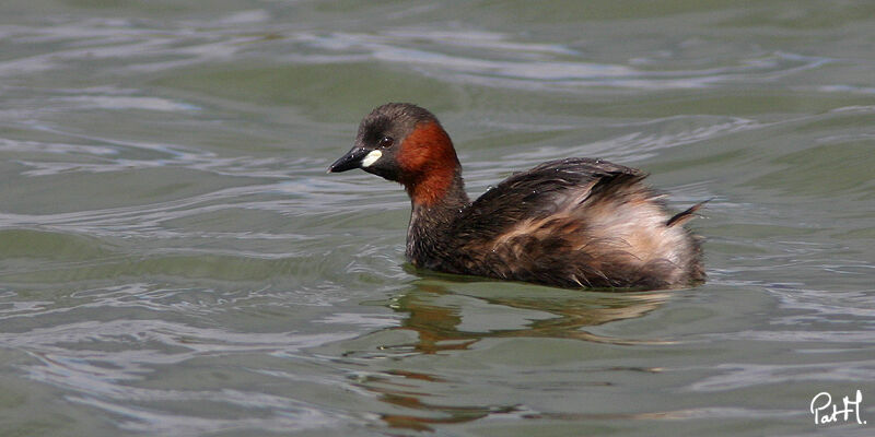 Little Grebeadult breeding, identification