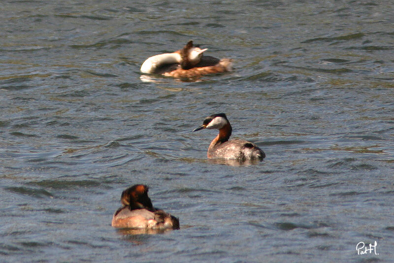 Grèbe jougris, identification