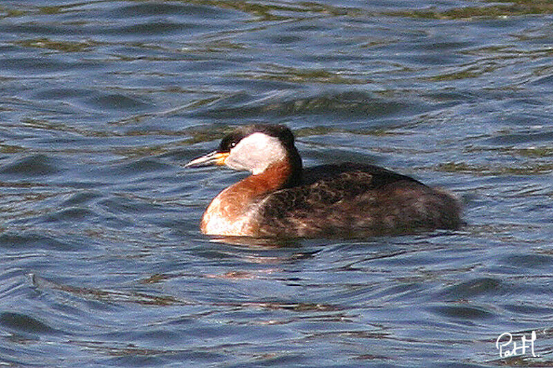 Grèbe jougris, identification