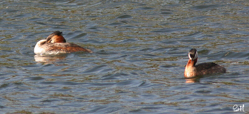 Red-necked Grebe, identification