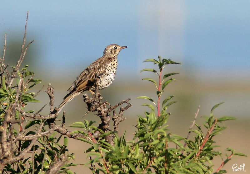 Mistle Thrushjuvenile, identification