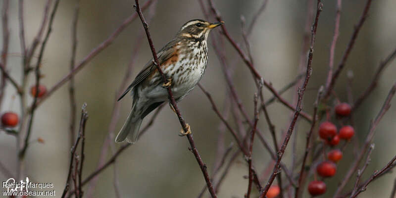 Redwing, identification