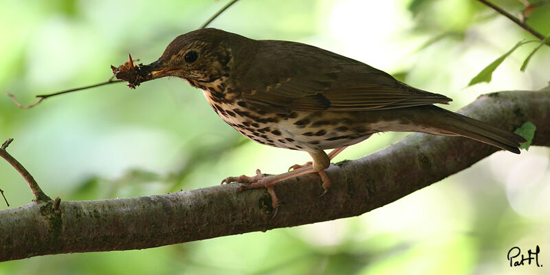 Song Thrushadult, identification, feeding habits, Behaviour