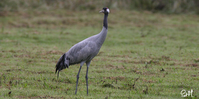 Common Crane