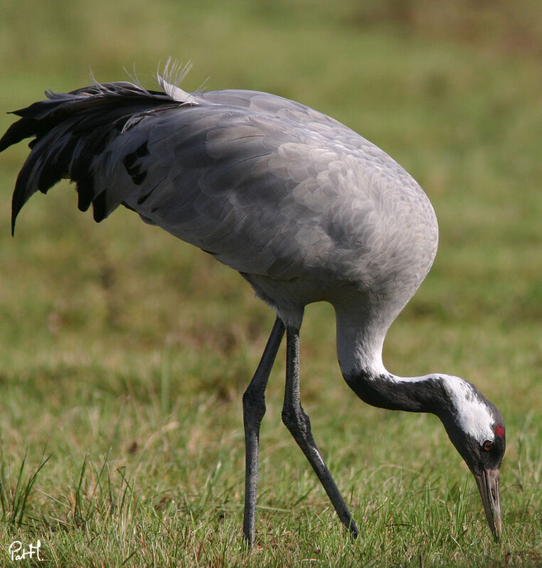 Grue cendrée