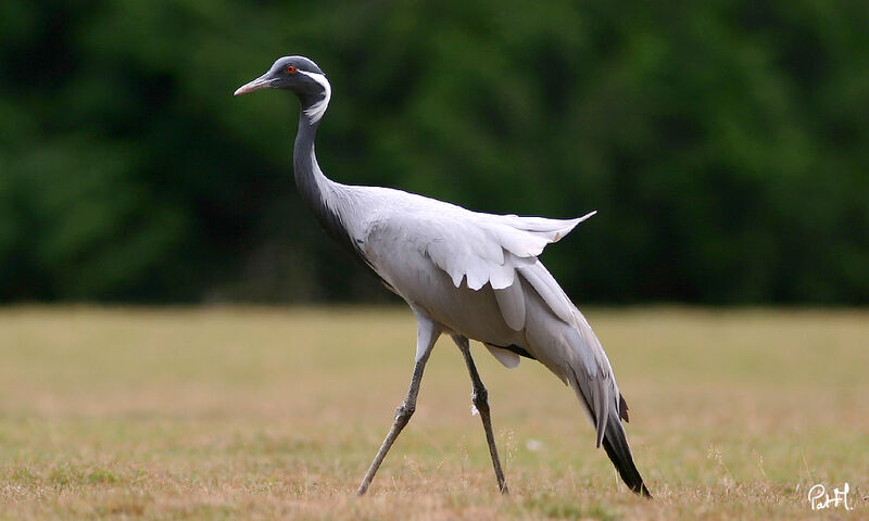 Demoiselle Crane