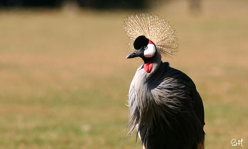 Grey Crowned Crane