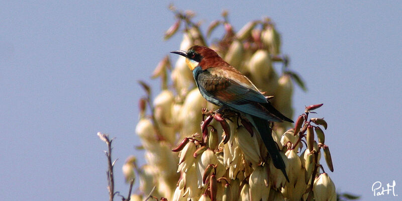 Guêpier d'Europeadulte, identification