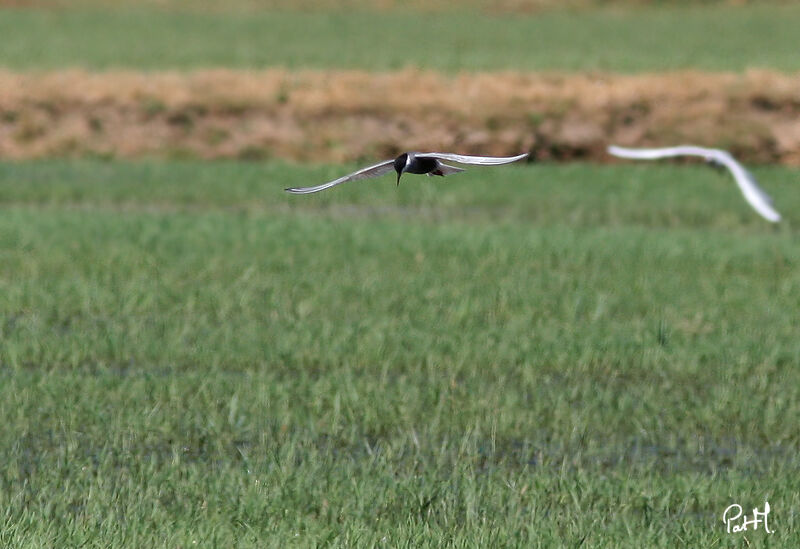 Whiskered Tern, identification