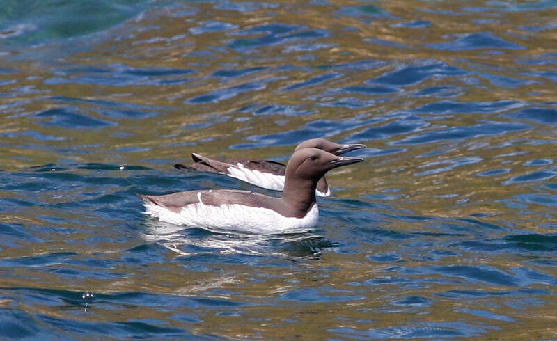 Common Murre