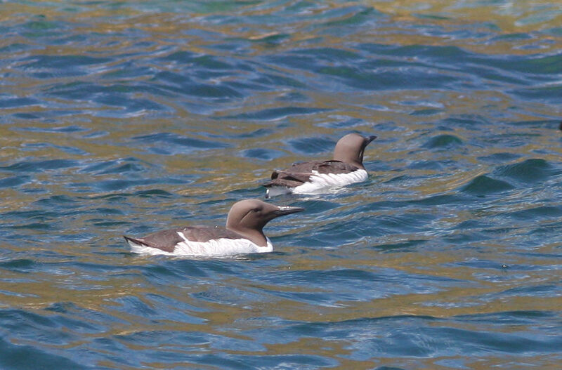 Common Murre