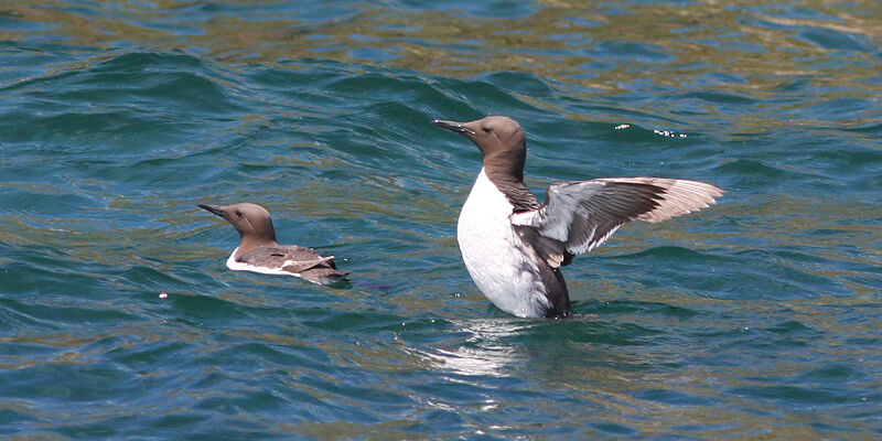 Common Murre, identification, Behaviour