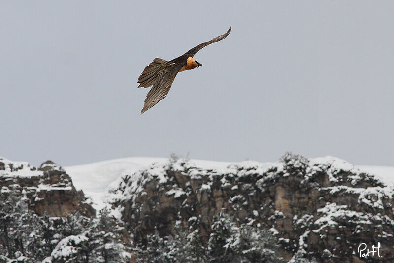 Bearded Vultureadult, Flight