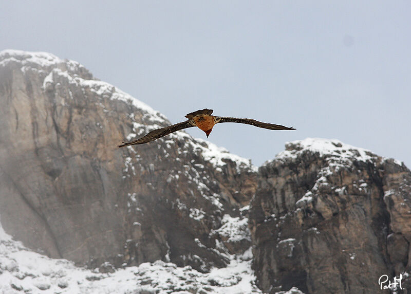 Bearded Vultureadult, Flight