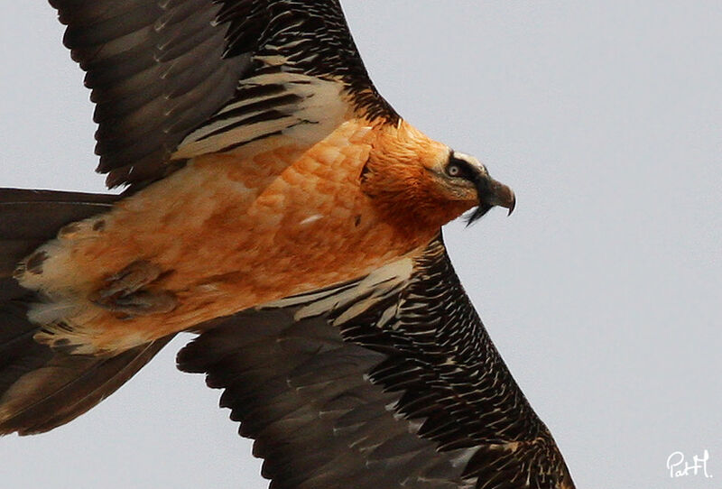 Bearded Vultureadult, Flight