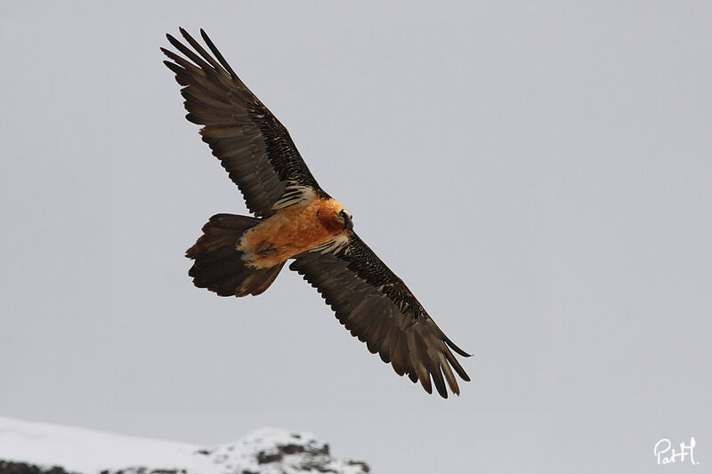 Bearded Vulture, Flight