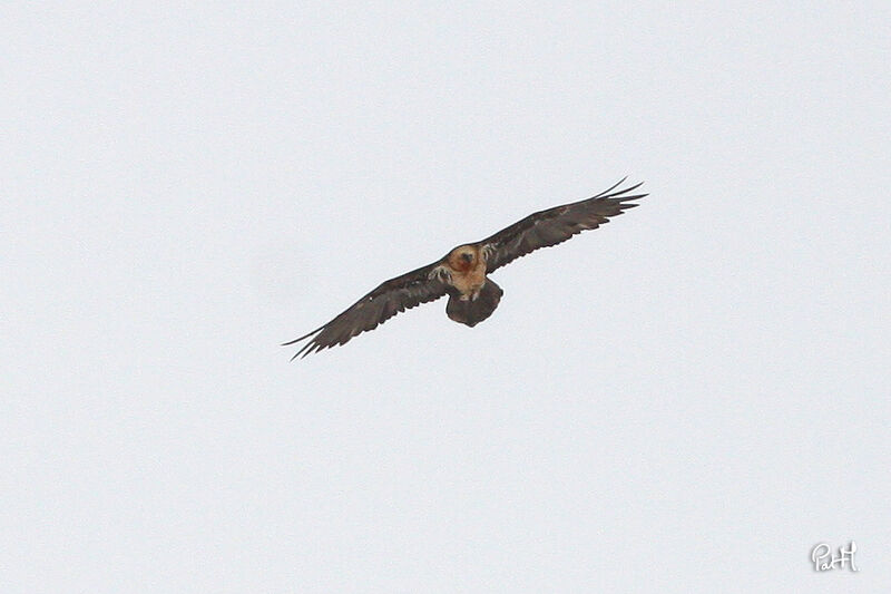 Bearded Vulture