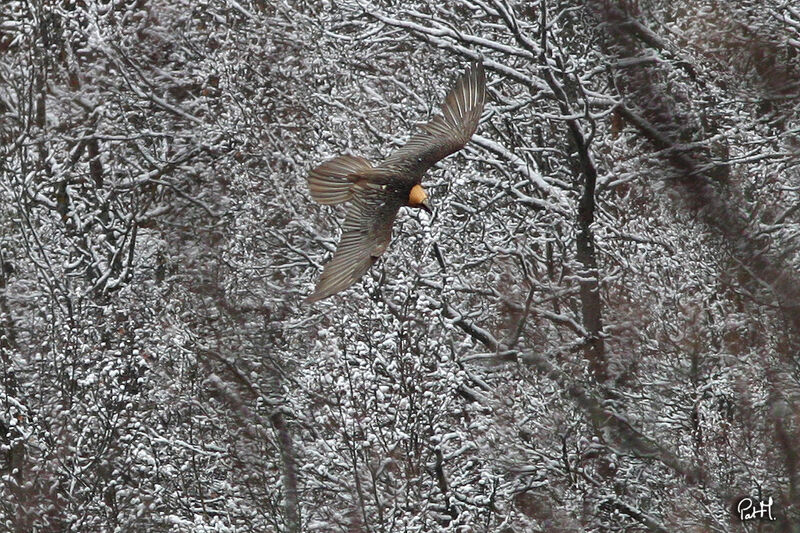 Bearded Vulture