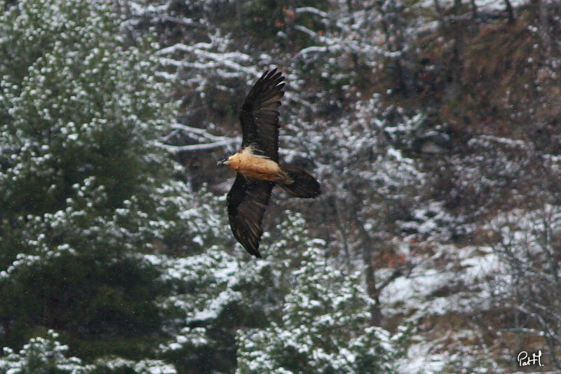 Bearded Vulture