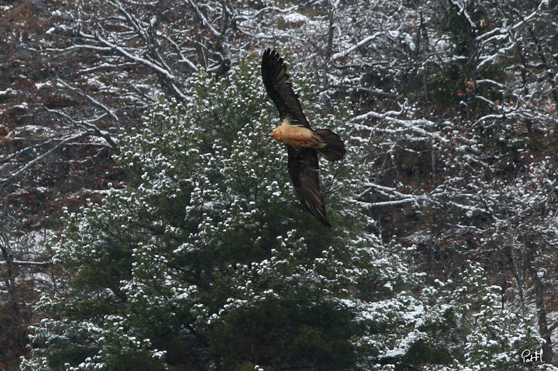 Bearded Vulture