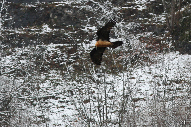 Bearded Vulture