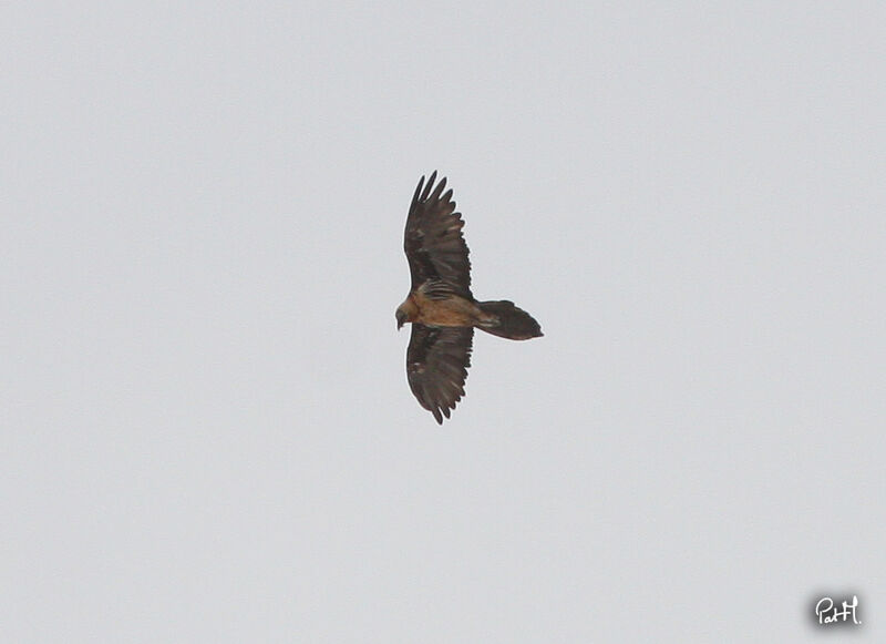 Bearded Vulture