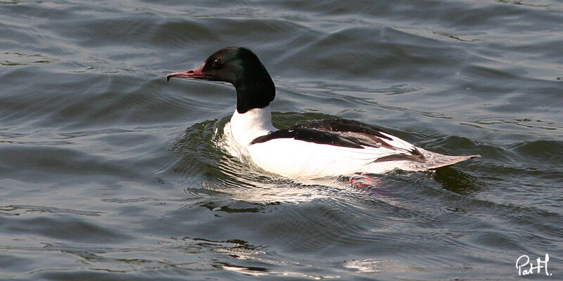 Common Merganser male adult, identification