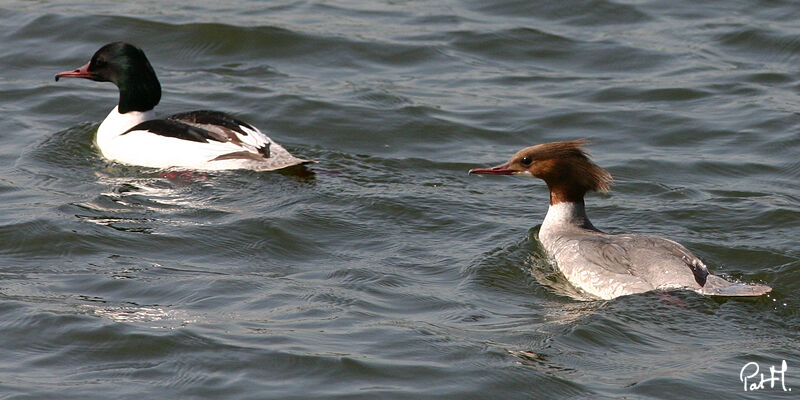 Common Merganser adult, identification, Behaviour