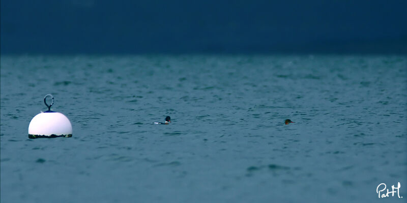 Red-breasted Merganser adult, identification, Behaviour