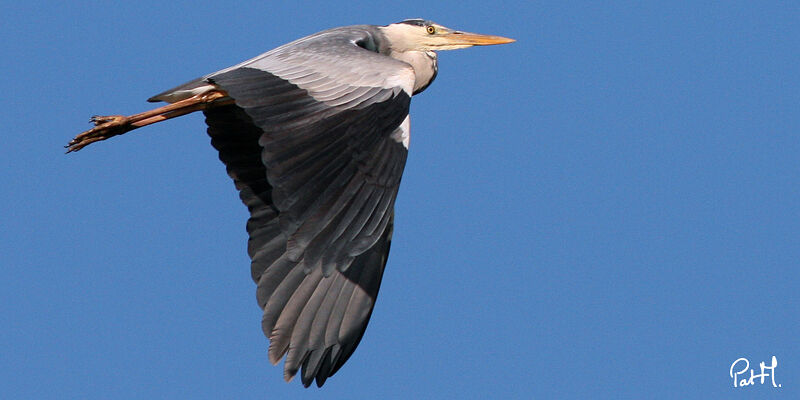 Grey Heron, Flight