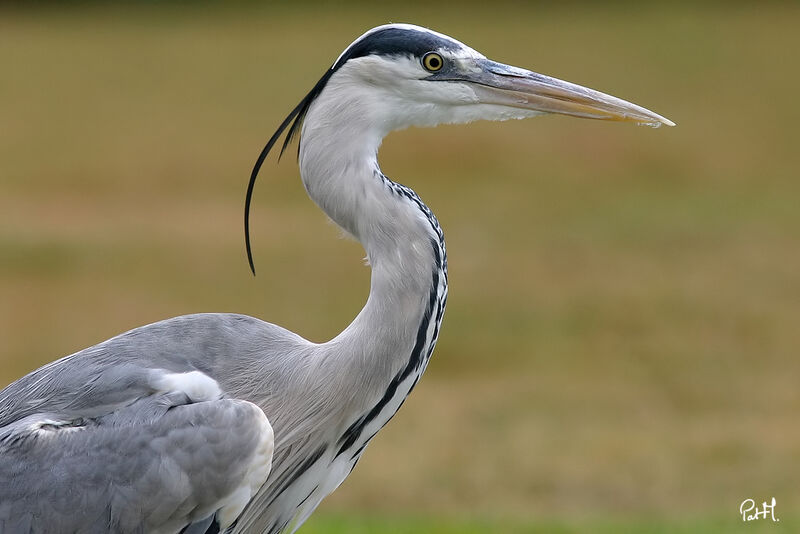 Grey Heron, identification